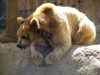 Close-up of lion