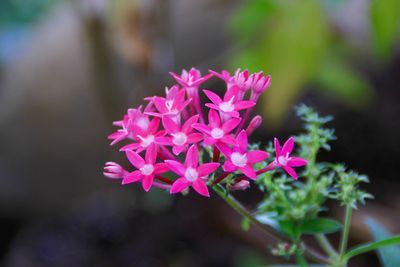 Close-up of pink flowers blooming outdoors