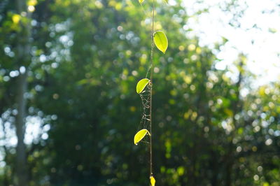 Close-up of yellow leaf against trees