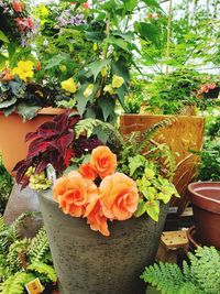 Close-up of orange flower pot