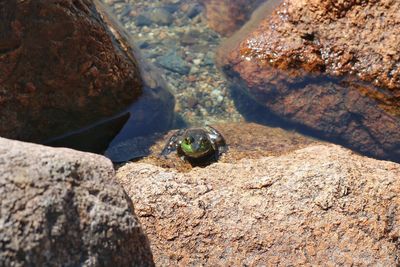 Close-up of turtle on rock