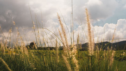 View of wheat field against sky