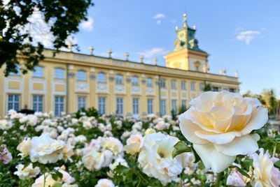 Close-up of white roses against building