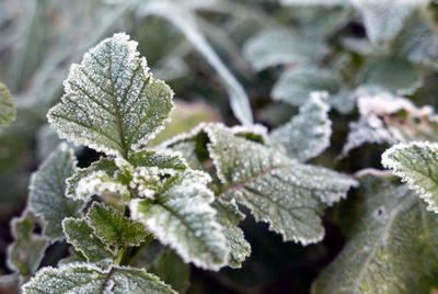 Close-up of frosty plants growing outdoors
