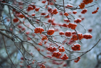 Close-up of red berries on tree