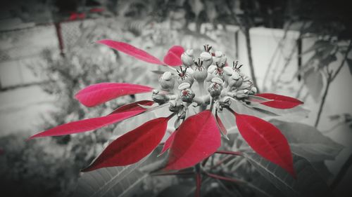 Close-up of red flowers