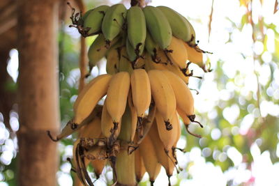 Low angle view of fruits hanging on tree