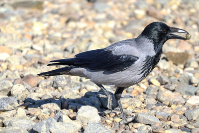 Hooded crow the thief
