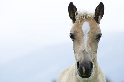 Close-up portrait of horse