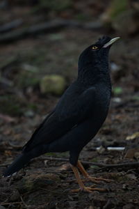 Close-up of bird perching on a field