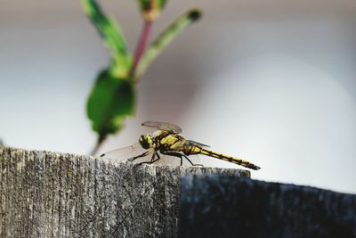 Close-up of dragonfly on wall