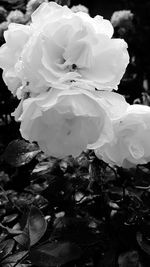 Close-up of white roses