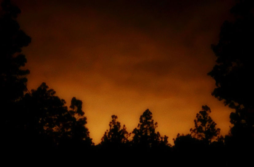 LOW ANGLE VIEW OF SILHOUETTE TREES AGAINST DRAMATIC SKY