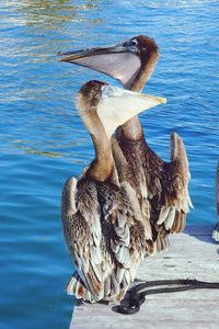 Birds on a lake