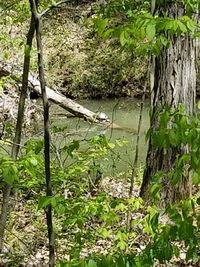 Plants and trees by lake in forest