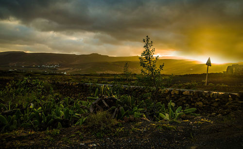 Plants growing on field against sky during sunset