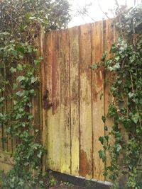 Ivy growing on tree trunk