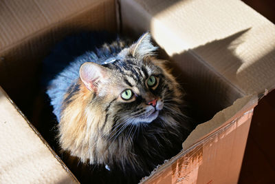 High angle view of cat in box