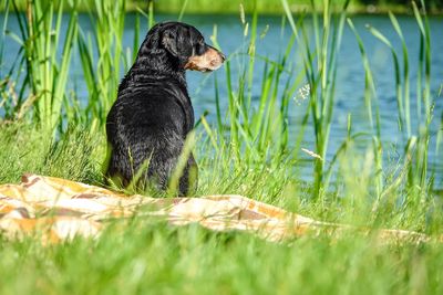 Black dog in a grass