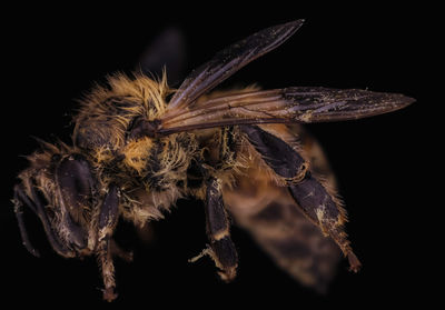 Close-up of spider on black background