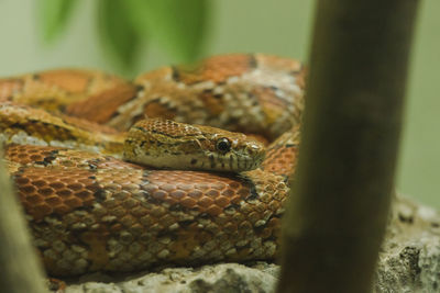 Close-up of lizard on land