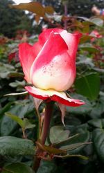 Close-up of pink rose