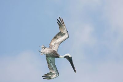 Low angle view of pelican flying against sky