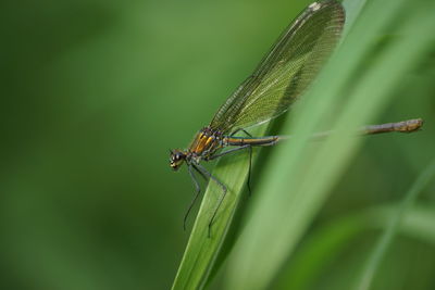 Close-up of dragonfly