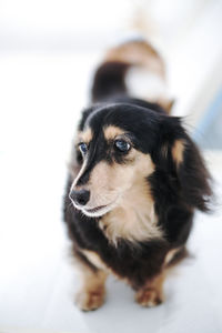 Close-up of dog looking away