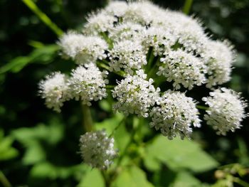 Close-up of flowers