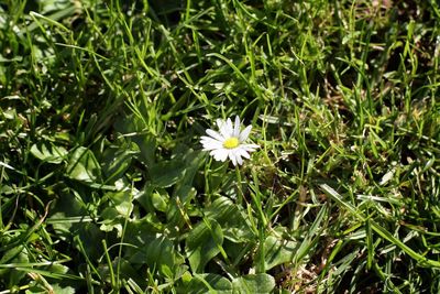 Close-up of flower blooming in field