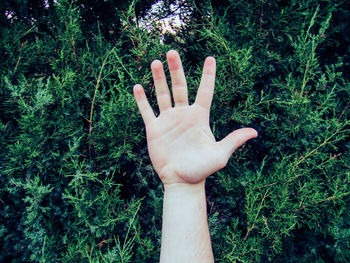 Close-up of human hand against plants