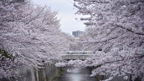 Trees on snow covered landscape