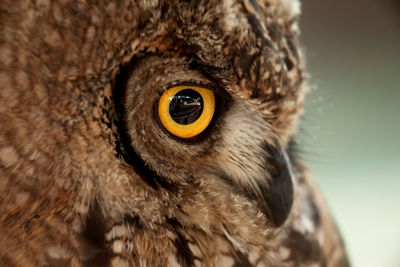 Close-up portrait of owl