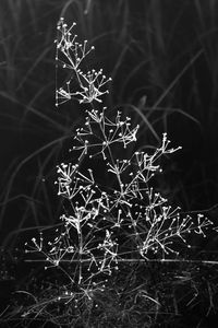 Close-up of frozen plant on land