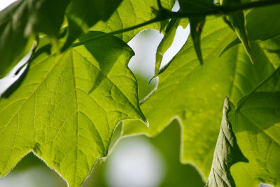 Close-up of leaves on tree