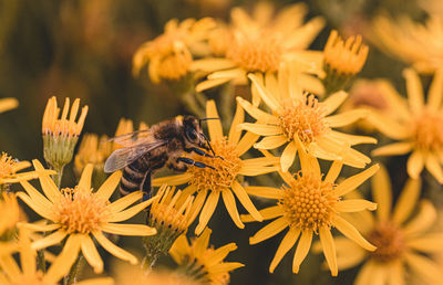 Close-up of butterfly pollinating on flower