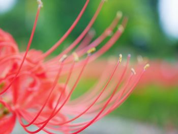 Close-up of red plant