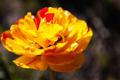 Close-up of yellow rose flower