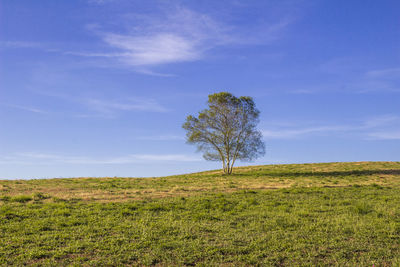 Tree on field against sky