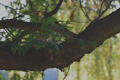 Close-up of tree against sky