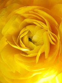 Close-up of yellow flower