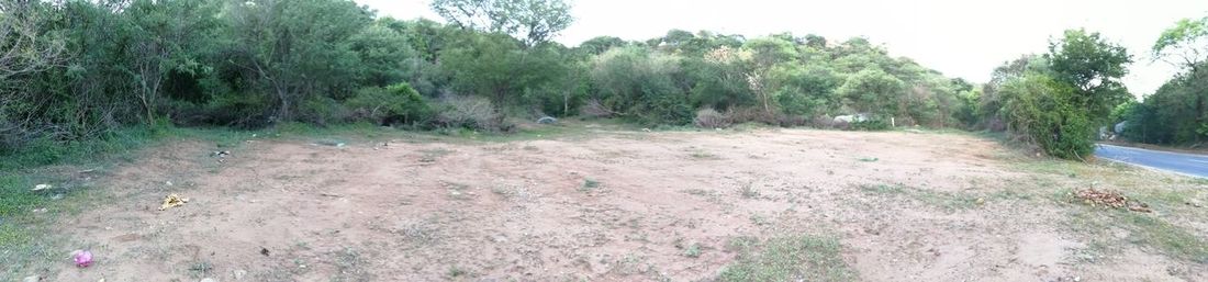 Panoramic shot of trees on field