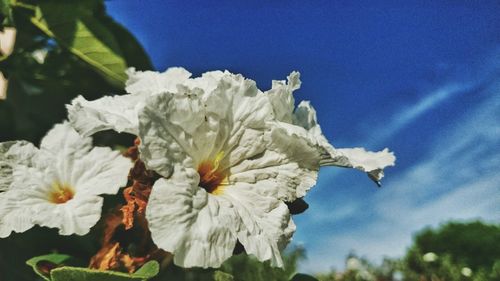 Close-up of white flowers