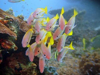 Fish swimming in sea