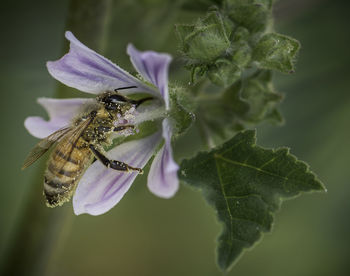 Close-up of bee pollinating on purple flower