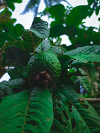 Close-up of berries growing on tree