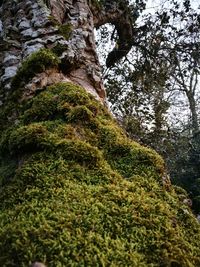 Low angle view of tree trunk