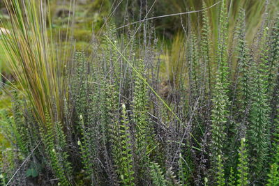 Close-up of plants growing on field