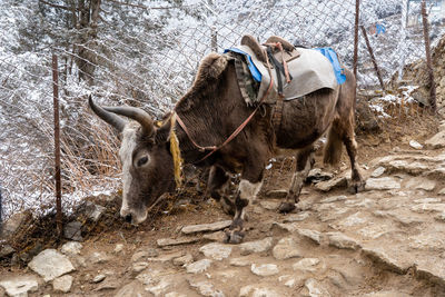 A pack yak on a stony trail in the mountains.